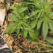 Red Velvet auto.Freebie Friday