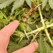 Sensi's Seed Drop 2026!
