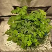 Sensi's Seed Drop 2026!