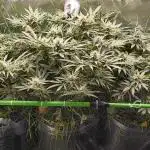 Living Soil rocks!🤘🏼