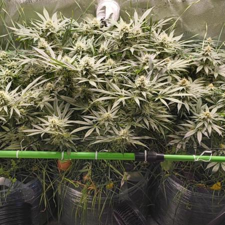 Living Soil rocks!🤘🏼