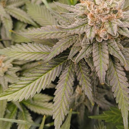 Living Soil rocks!🤘🏼