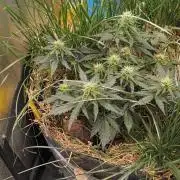 Gorilla Z auto Fast Buds Freebie