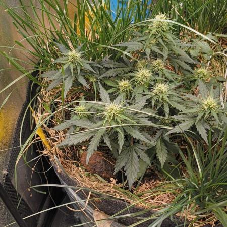 Gorilla Z auto Fast Buds Freebie