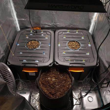 First try with my selfmade DWC