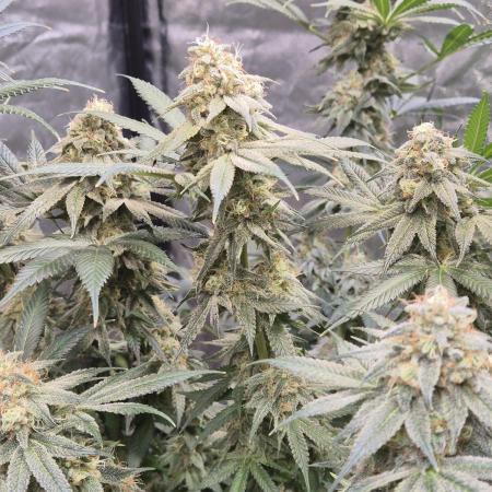 Double Donny Burger - Growers Choice
