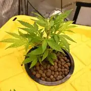 Bubba Kush by Seedsman