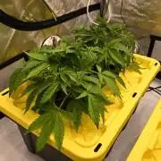 Bubba Kush by Seedsman