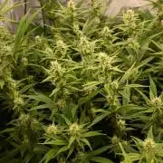 Bubba Kush by Seedsman - DWC