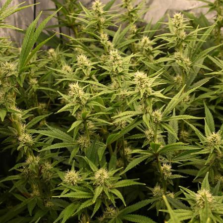 Bubba Kush by Seedsman - DWC