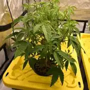 Ocean OG by Robin Hood Seeds