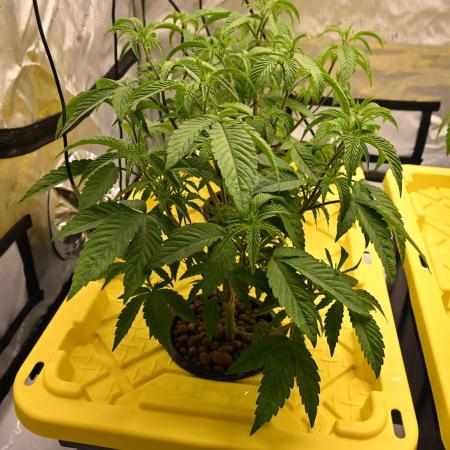 Ocean OG by Robin Hood Seeds