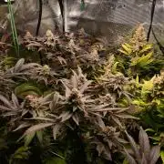 Mother Run! Ocean OG & Bubba Kush