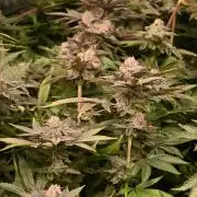 Ocean OG by Robin Hood Seeds - DWC