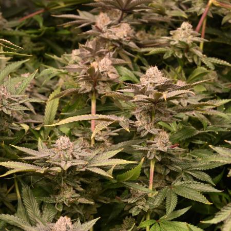Ocean OG by Robin Hood Seeds - DWC
