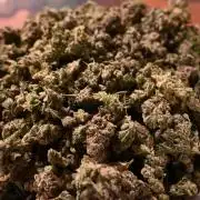 Ocean OG by Robin Hood Seeds - DWC