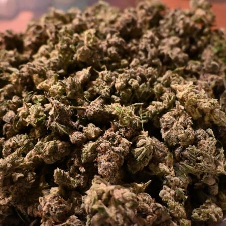 Ocean OG by Robin Hood Seeds - DWC