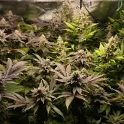 Mother Run! Ocean OG & Bubba Kush