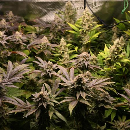 Mother Run! Ocean OG & Bubba Kush