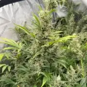 Bubba Kush by Seedsman - DWC