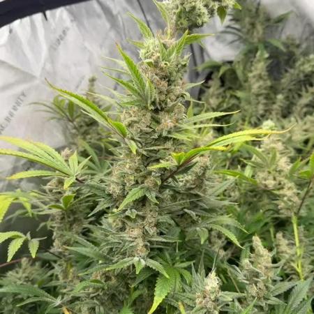Bubba Kush by Seedsman - DWC