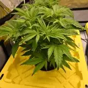 Bubba Kush by Seedsman