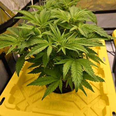 Bubba Kush by Seedsman