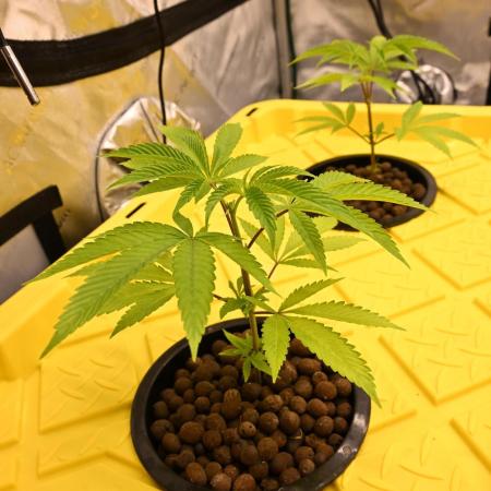 Ocean OG by Robin Hood Seeds