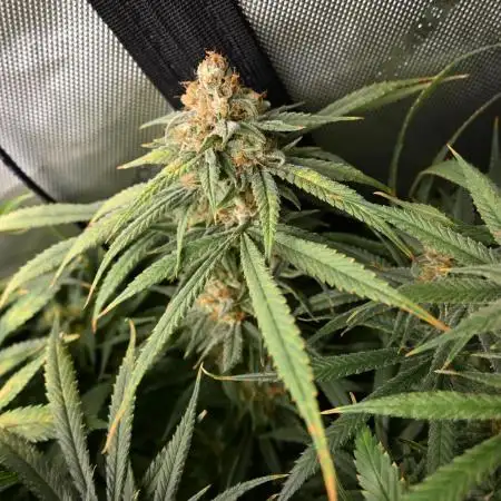 First Attempt DWC - Bubba Kush