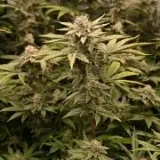 Ocean OG by Robin Hood Seeds - DWC