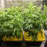 Bubba Kush by Seedsman - DWC