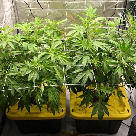 Bubba Kush by Seedsman - DWC