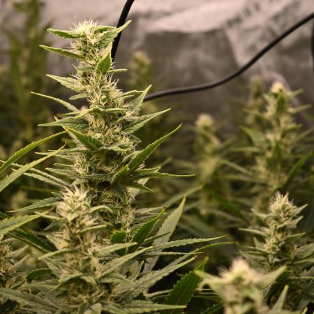 Bubba Kush by Seedsman - DWC