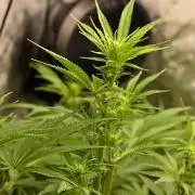 Bubba Kush by Seedsman - DWC