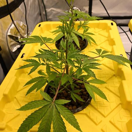 Ocean OG by Robin Hood Seeds