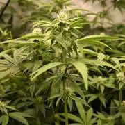 Ocean OG by Robin Hood Seeds - DWC
