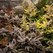 Mother Run! Ocean OG & Bubba Kush