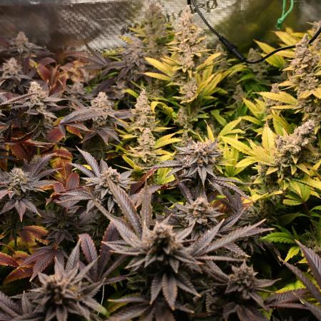 Mother Run! Ocean OG & Bubba Kush
