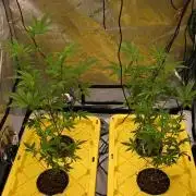 Candy Roll by Elev8 Seeds