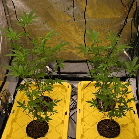 Candy Roll by Elev8 Seeds