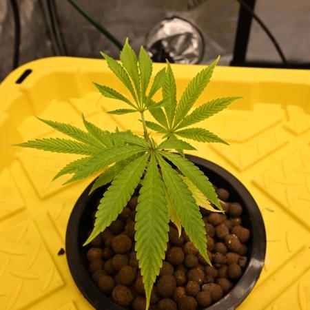 Bubba Kush by Seedsman