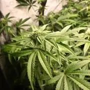 Ocean OG by Robin Hood Seeds - DWC