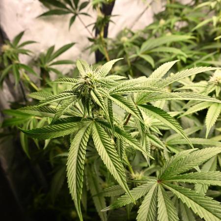 Ocean OG by Robin Hood Seeds - DWC