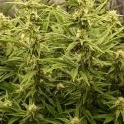 Bubba Kush by Seedsman - DWC
