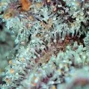 Mother Run! Ocean OG & Bubba Kush
