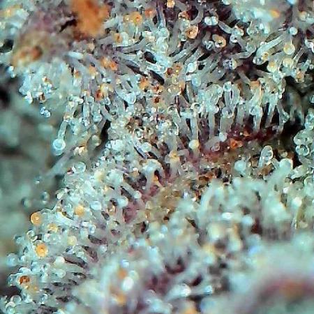 Mother Run! Ocean OG & Bubba Kush