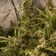 Bubba Kush by Seedsman - DWC