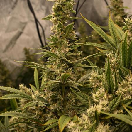 Bubba Kush by Seedsman - DWC