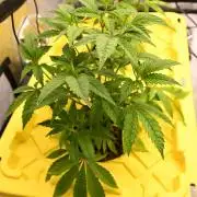 Ocean OG by Robin Hood Seeds