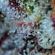 Mother Run! Ocean OG & Bubba Kush